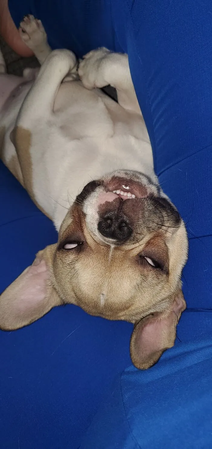 Derp