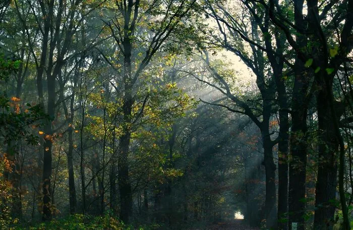 Recent One On A Nearby Forest