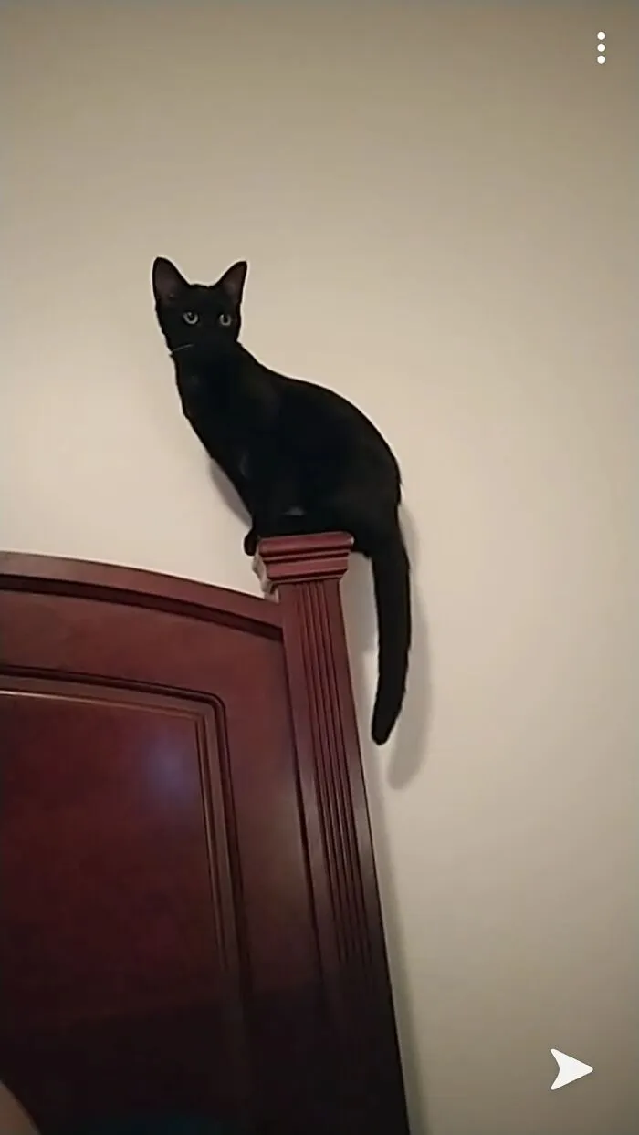 Constantly Sitting On The Head Of My Bed A.k.a Her Perch