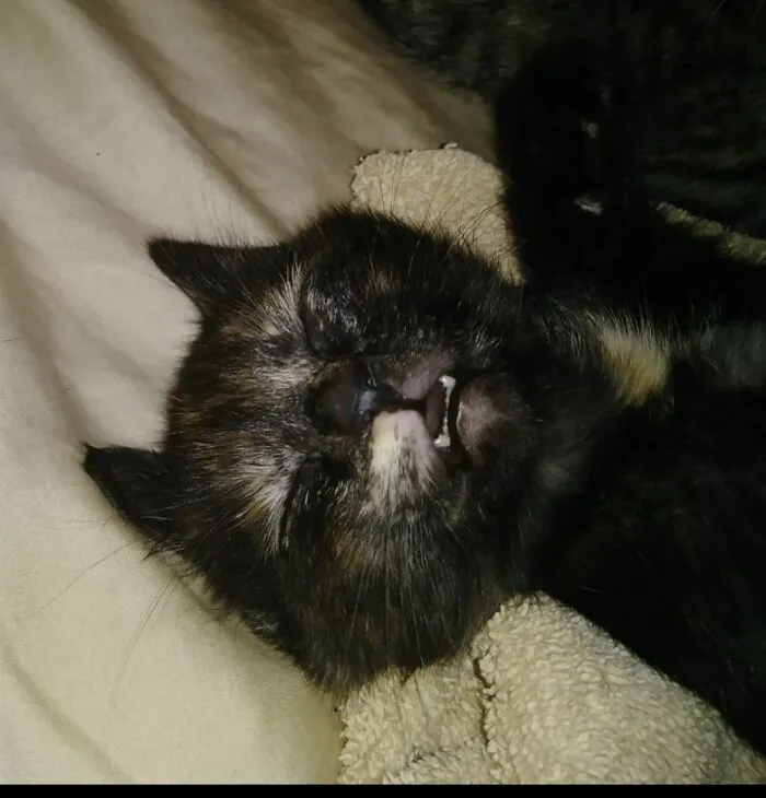 Baby Bat