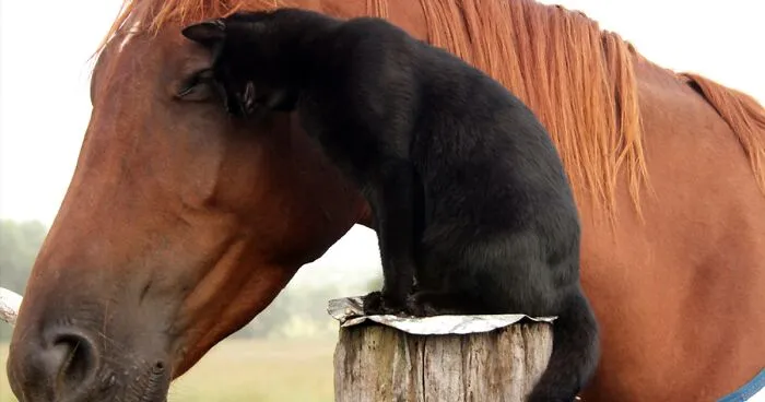 My Cat And Horse Have Been Best Friends For The Last 7 Years, Here Are 22 Pics Of Them