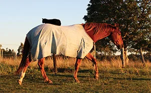 My Cat And Horse Have Been Best Friends For The Last 7 Years, Here Are 22 Pics Of Them