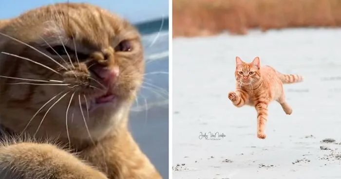 Cat Visits The Beach For The First Time And Has Very Strong Opinions About It