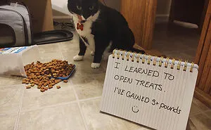 50 Hilarious Photos That Prove Cats Are The Biggest Jerks