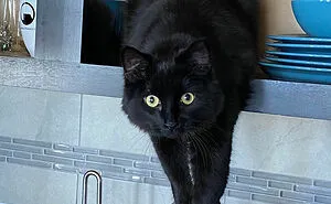 50 Hilarious Photos That Prove Cats Are The Biggest Jerks