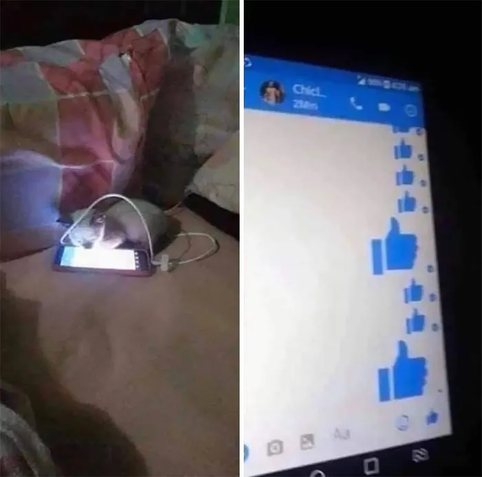 Me han bloqueado porque el gato ha hecho esto
