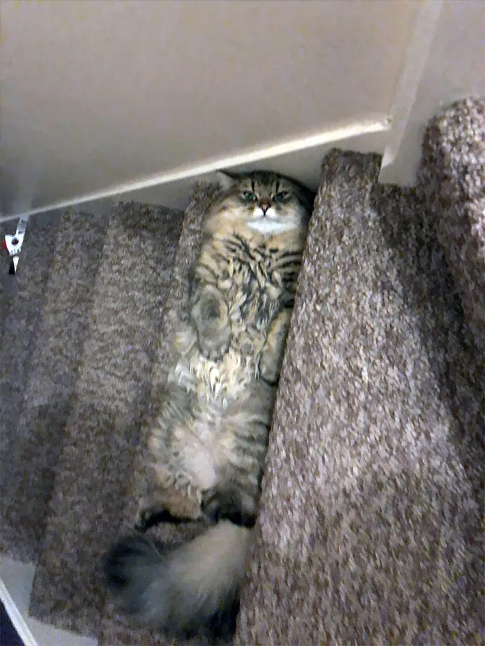 Furgus haciendo de peldaño