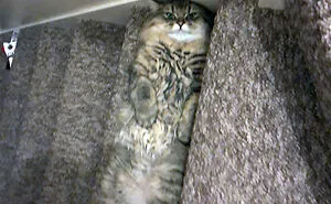 50 Hilarious Photos That Prove Cats Are The Biggest Jerks