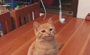 50 Hilarious Photos That Prove Cats Are The Biggest Jerks
