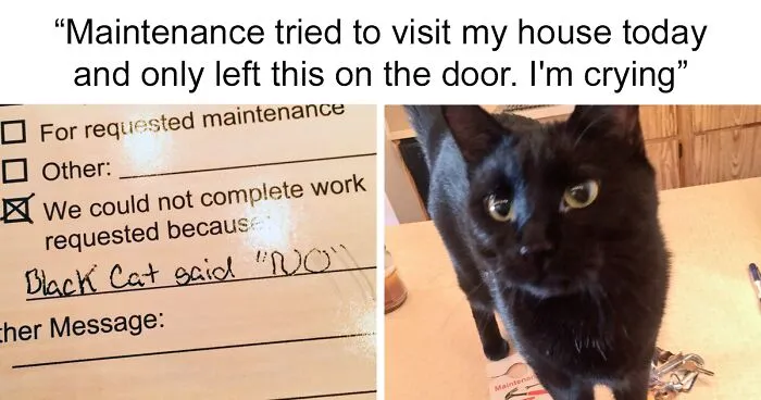 50 Hilarious Photos That Prove Cats Are The Biggest Jerks