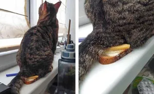 50 Hilarious Photos That Prove Cats Are The Biggest Jerks