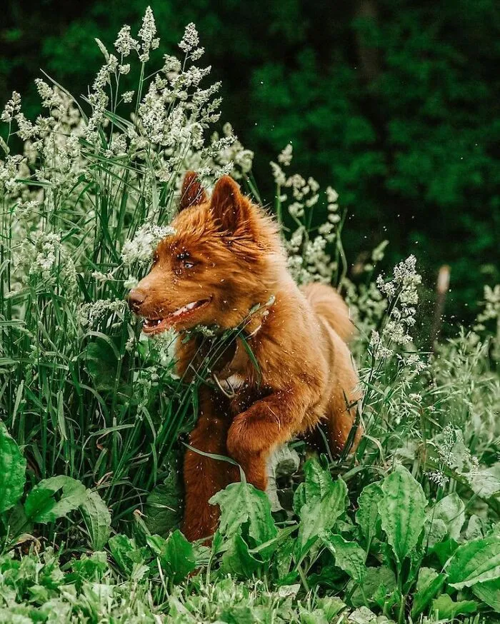 I Have This Fully Brown Siberian Husky And He Is Very Adorable (69 Pics)