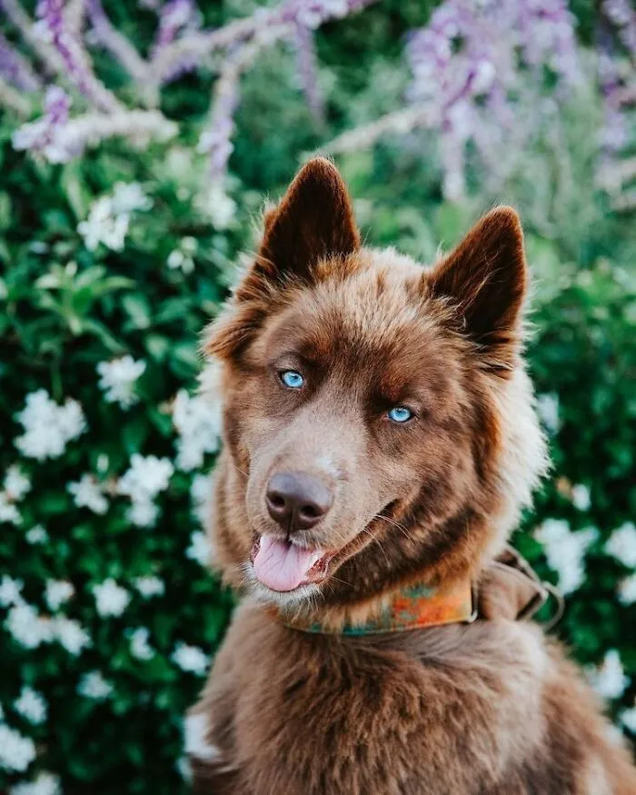 Here’s My Handsome Brown Siberian Husky Who’s Traveling With Me Across The US In Search Of A New Home (30 Pics)
