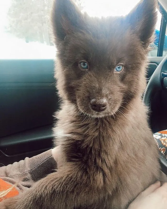 Here’s My Handsome Brown Siberian Husky Who’s Traveling With Me Across The US In Search Of A New Home (30 Pics)