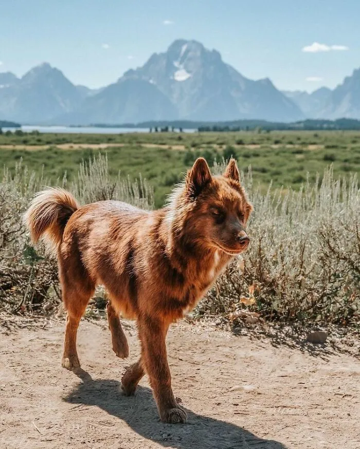 Here’s My Handsome Brown Siberian Husky Who’s Traveling With Me Across The US In Search Of A New Home (30 Pics)