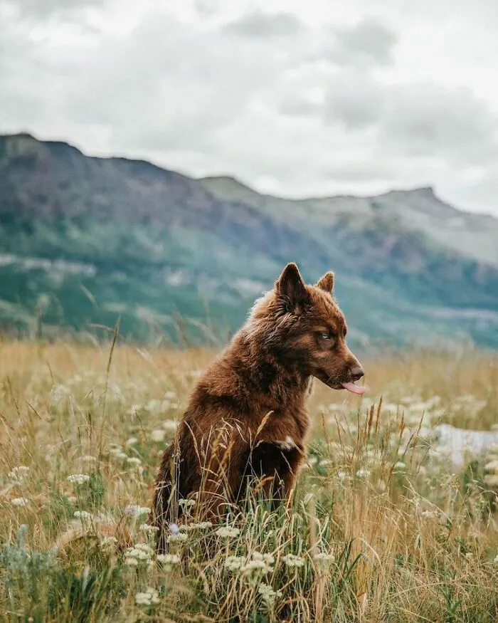 Here’s My Handsome Brown Siberian Husky Who’s Traveling With Me Across The US In Search Of A New Home (30 Pics)