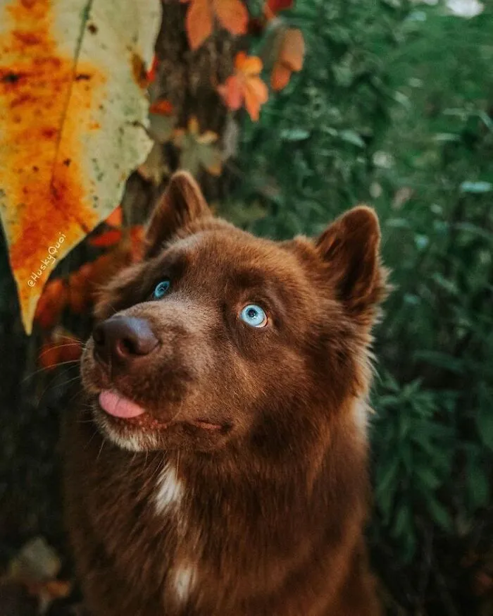 Here’s My Handsome Brown Siberian Husky Who’s Traveling With Me Across The US In Search Of A New Home (30 Pics)