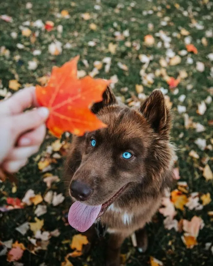 Here’s My Handsome Brown Siberian Husky Who’s Traveling With Me Across The US In Search Of A New Home (30 Pics)