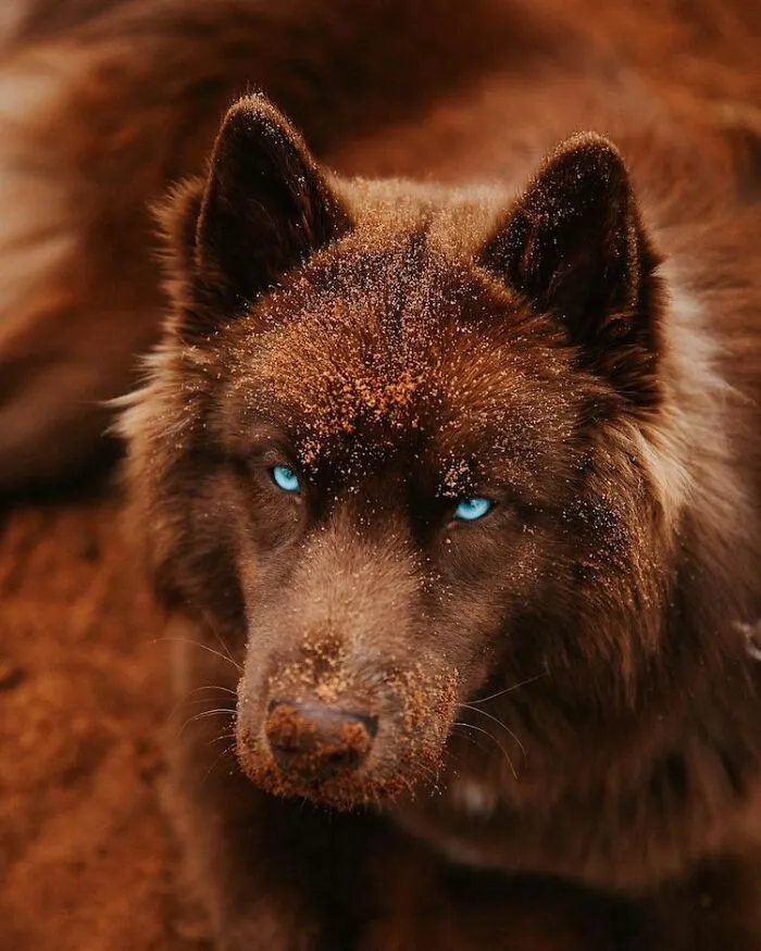 I Have This Fully Brown Siberian Husky And He Is Very Adorable (69 Pics)