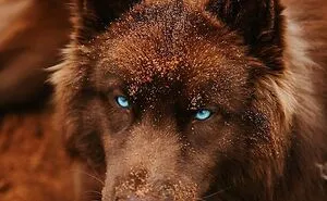 Here’s My Handsome Brown Siberian Husky Who’s Traveling With Me Across The US In Search Of A New Home (30 Pics)
