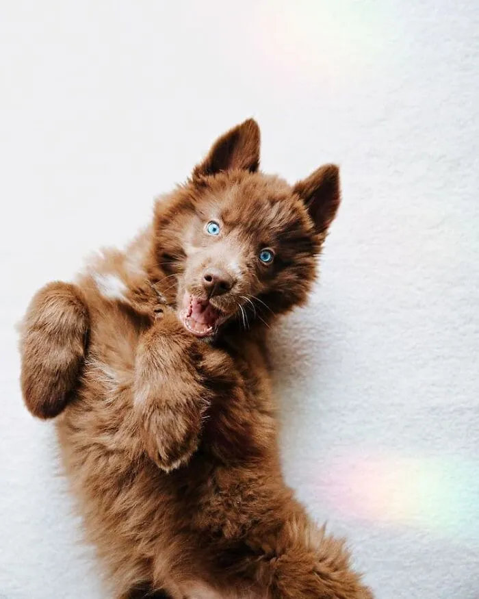 Here’s My Handsome Brown Siberian Husky Who’s Traveling With Me Across The US In Search Of A New Home (30 Pics)
