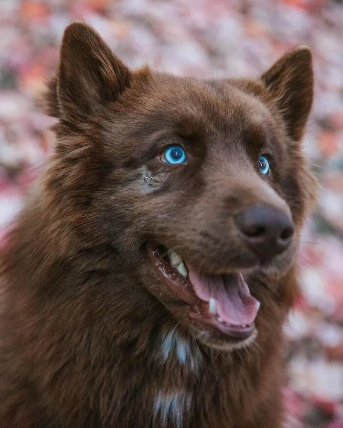 Here’s My Handsome Brown Siberian Husky Who’s Traveling With Me Across The US In Search Of A New Home (30 Pics)
