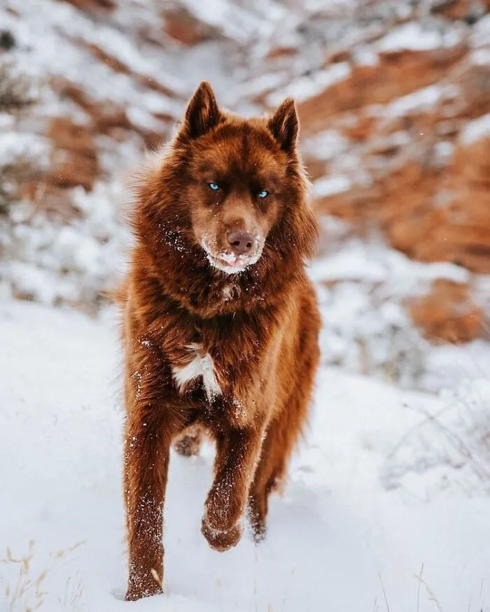 Here’s My Handsome Brown Siberian Husky Who’s Traveling With Me Across The US In Search Of A New Home (30 Pics)