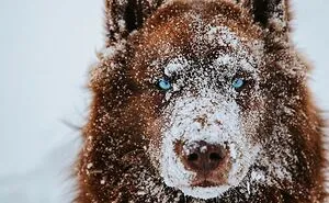 Here’s My Handsome Brown Siberian Husky Who’s Traveling With Me Across The US In Search Of A New Home (30 Pics)