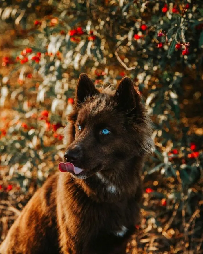Here’s My Handsome Brown Siberian Husky Who’s Traveling With Me Across The US In Search Of A New Home (30 Pics)