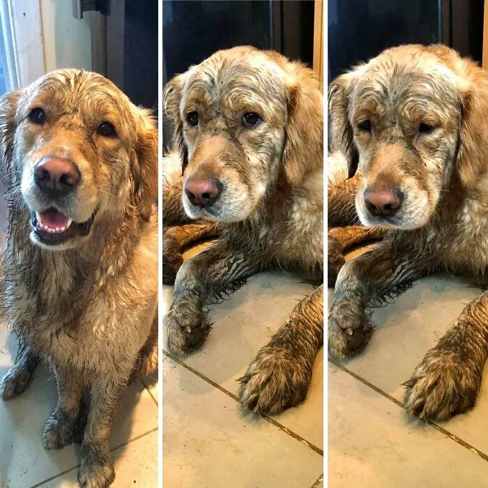 The 'Guilty Dog' Challenge Got People Competing About Whose Dog Is The Naughtiest (30 Pics)
