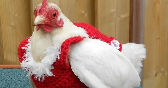 Get Your Chicken This $15 Christmas Sweater So They Can Feel Cozy And Festive, Too