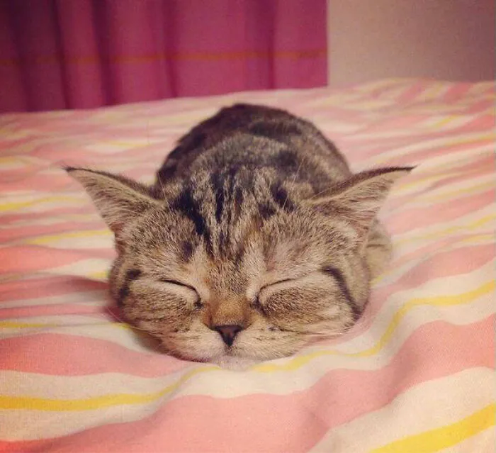 Most Adorable Sleeping Loaf Of Bread