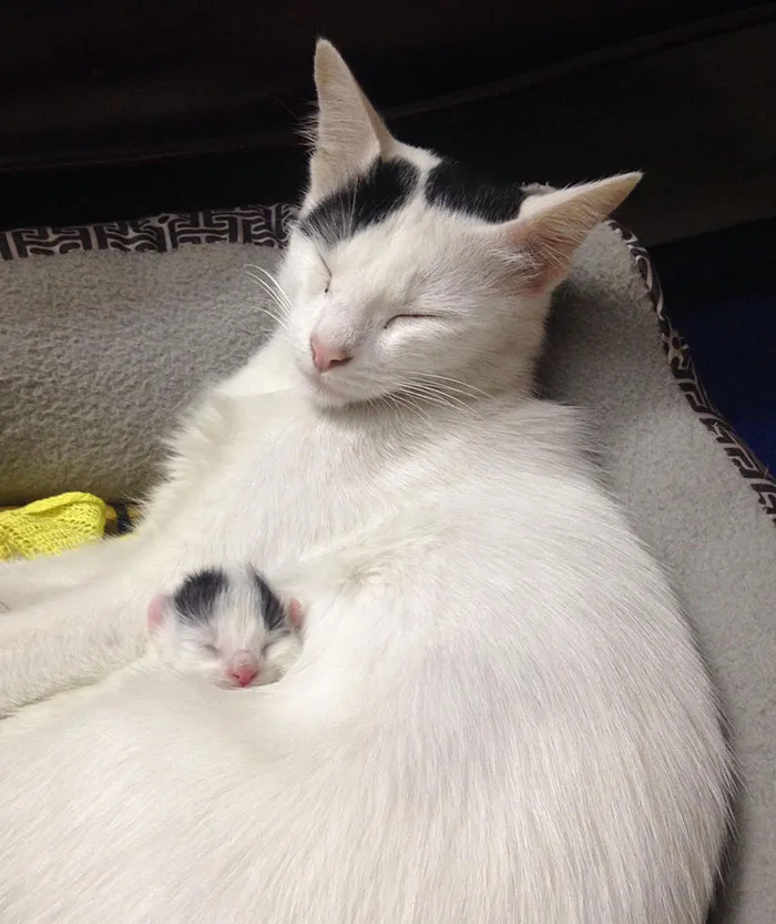 Napping With Mommy