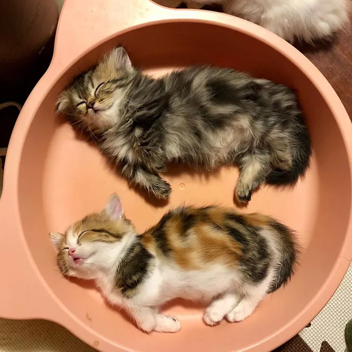 Sleepy Kitties