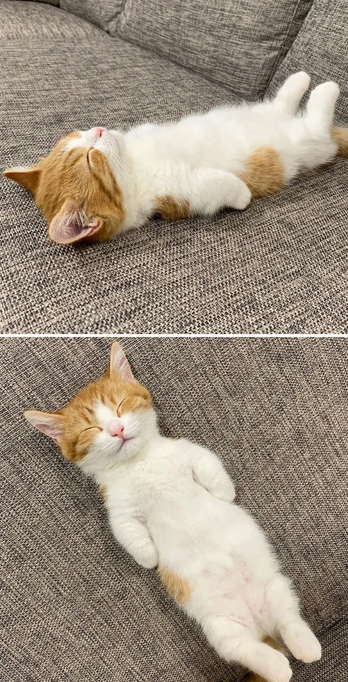 A Tired Little Man