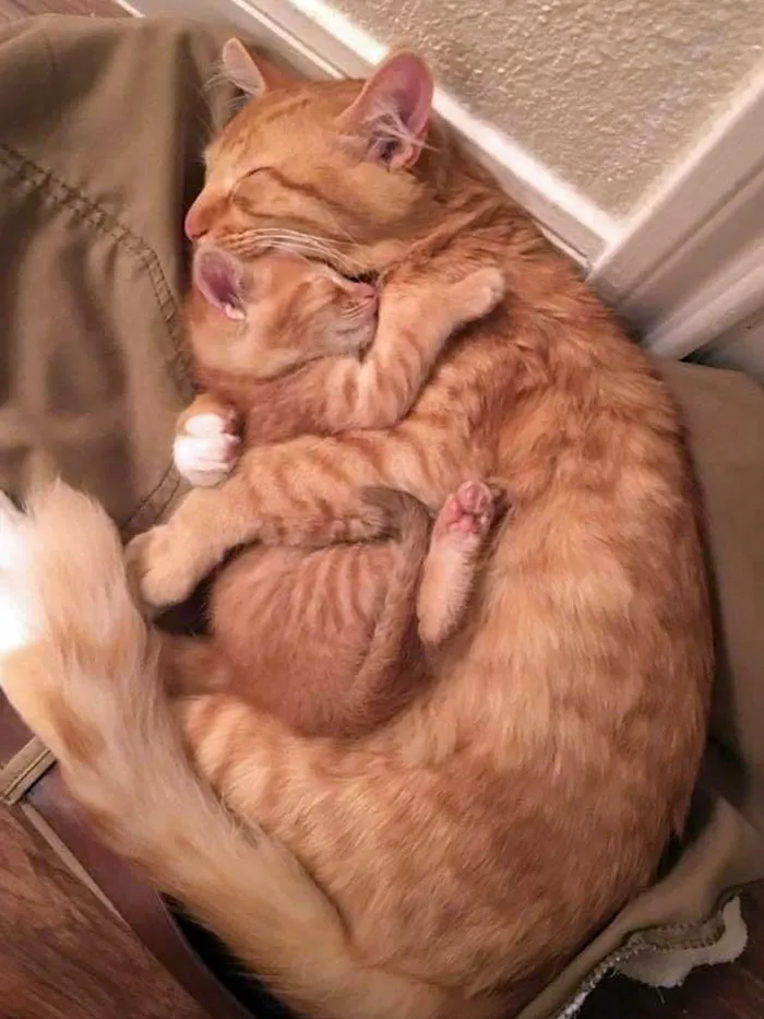 Baby Kitty Sleeps With Mom