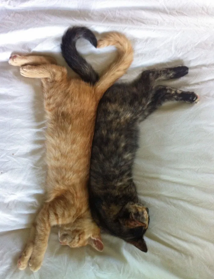 The Girls Napping