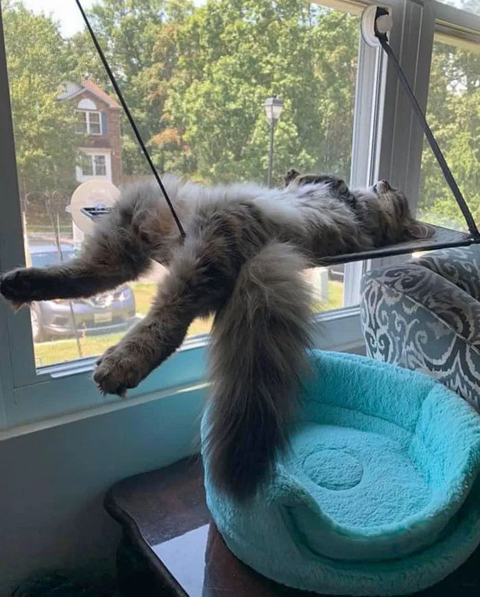 Caturday Nap