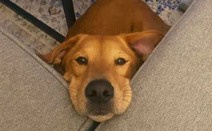 40 Of The Most Wholesome Rescue Pet Photos Of The Month (November Edition)