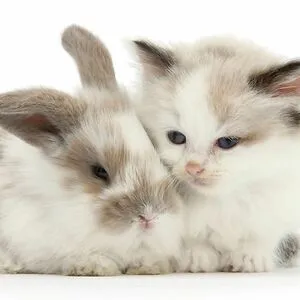 Furry Critters