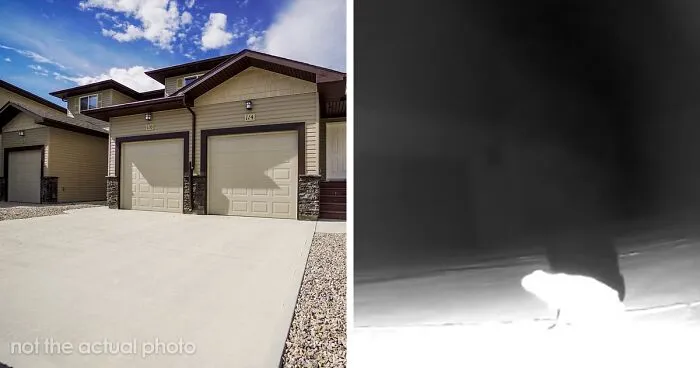 Genius Frog Came Up With A Way To Draw In And Hunt Bugs Using This Tumblr User’s Driveway Lights