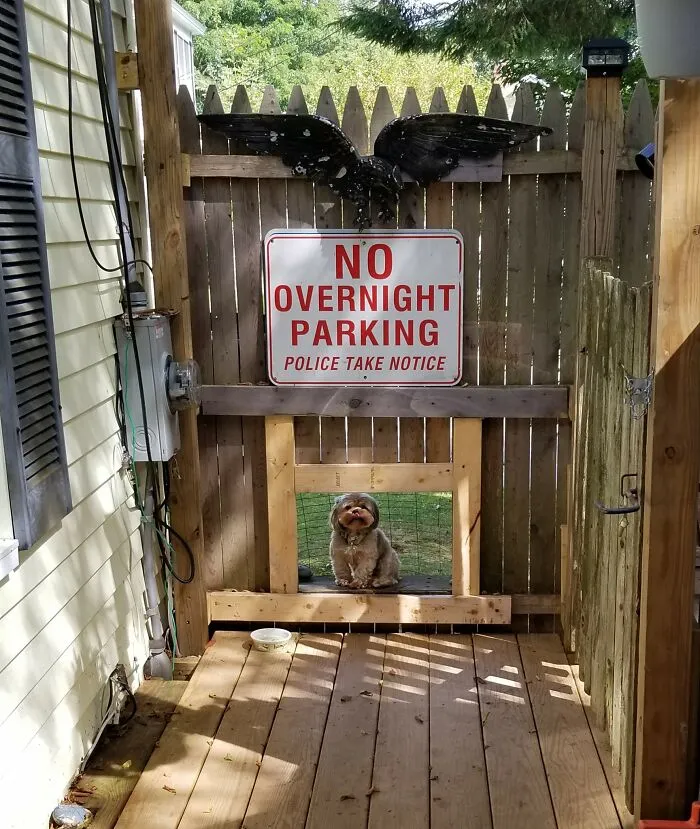 31 Dog Owners Show Off Some Of The Coolest Things They Did For Their Dogs In The “I Did It For My Dog” Challenge On Facebook