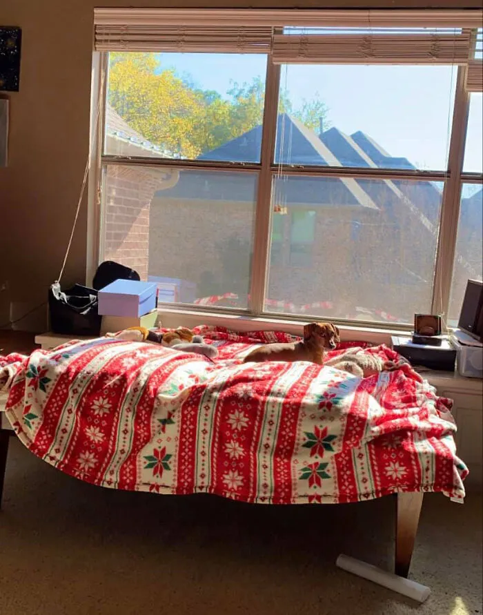 31 Dog Owners Show Off Some Of The Coolest Things They Did For Their Dogs In The “I Did It For My Dog” Challenge On Facebook
