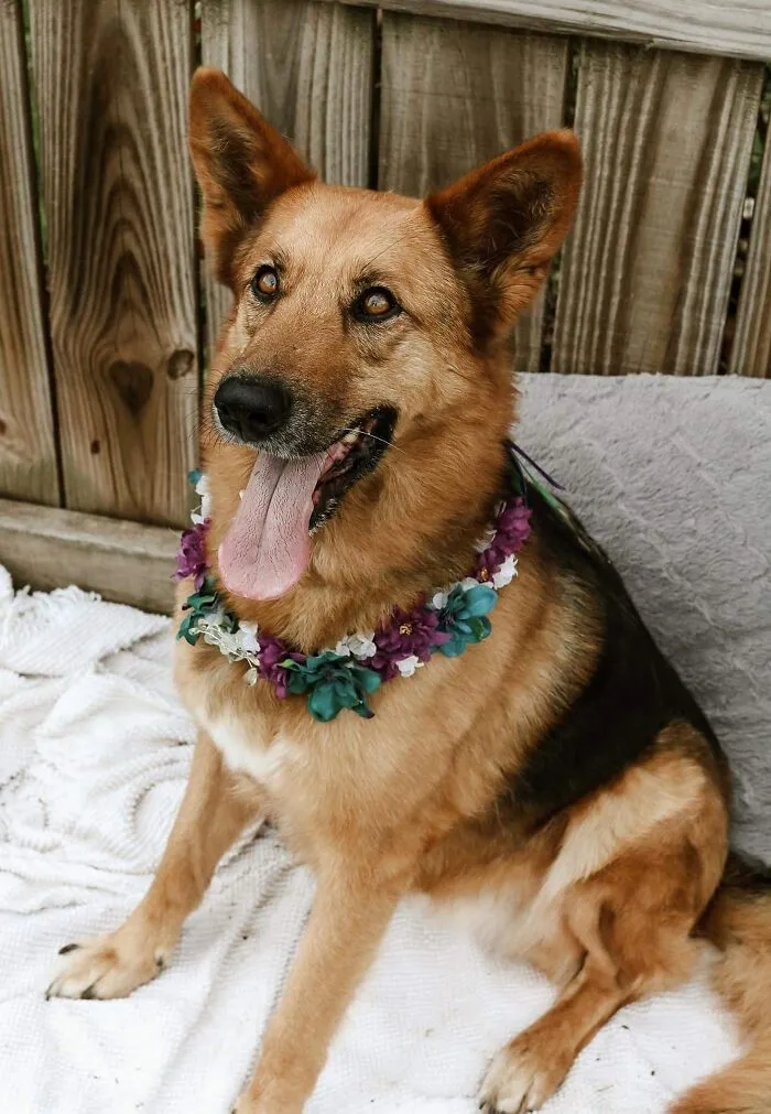 31 Dog Owners Show Off Some Of The Coolest Things They Did For Their Dogs In The “I Did It For My Dog” Challenge On Facebook