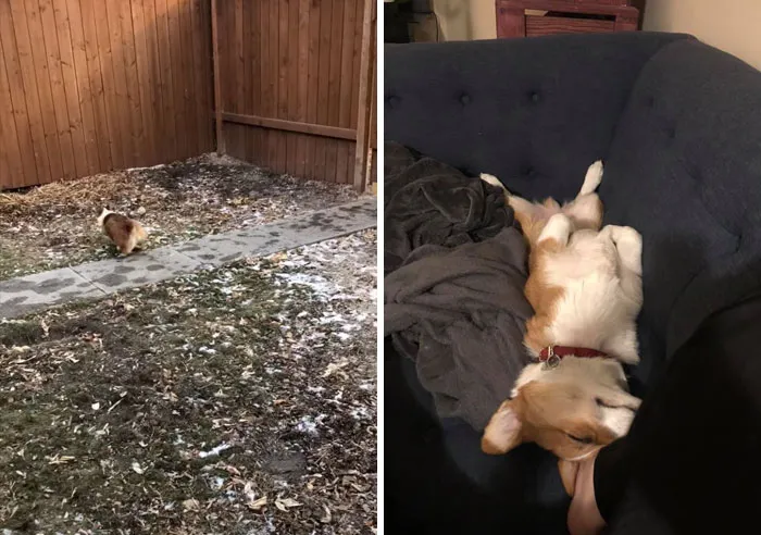 31 Dog Owners Show Off Some Of The Coolest Things They Did For Their Dogs In The “I Did It For My Dog” Challenge On Facebook