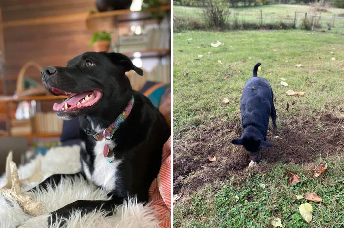 31 Dog Owners Show Off Some Of The Coolest Things They Did For Their Dogs In The “I Did It For My Dog” Challenge On Facebook