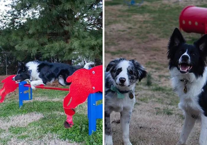31 Dog Owners Show Off Some Of The Coolest Things They Did For Their Dogs In The “I Did It For My Dog” Challenge On Facebook