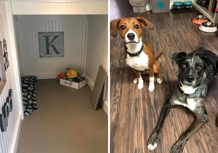 31 Dog Owners Show Off Some Of The Coolest Things They Did For Their Dogs In The “I Did It For My Dog” Challenge On Facebook