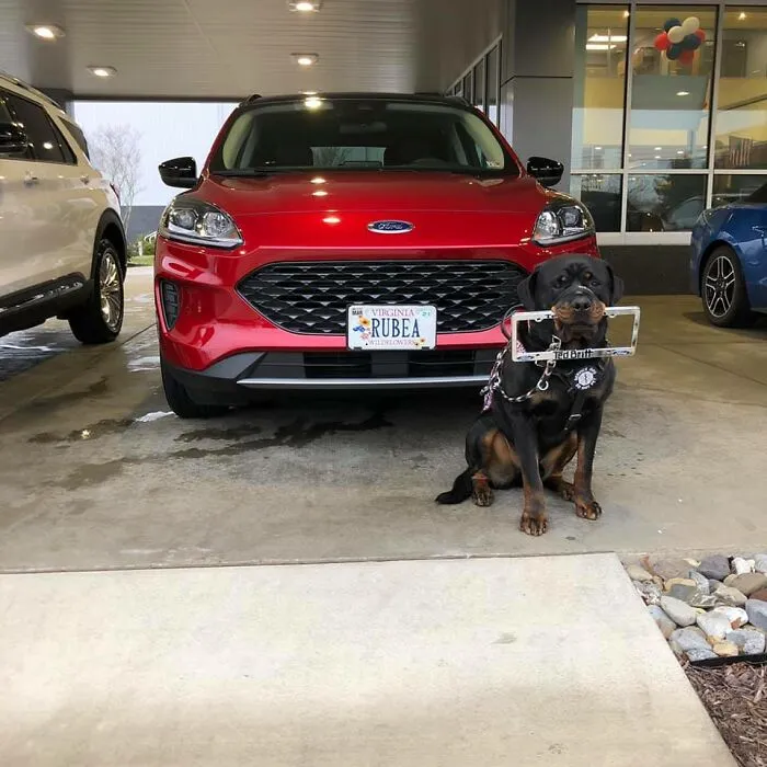 31 Dog Owners Show Off Some Of The Coolest Things They Did For Their Dogs In The “I Did It For My Dog” Challenge On Facebook