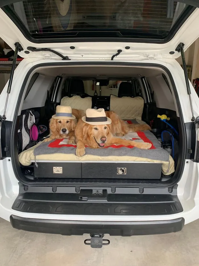 31 Dog Owners Show Off Some Of The Coolest Things They Did For Their Dogs In The “I Did It For My Dog” Challenge On Facebook